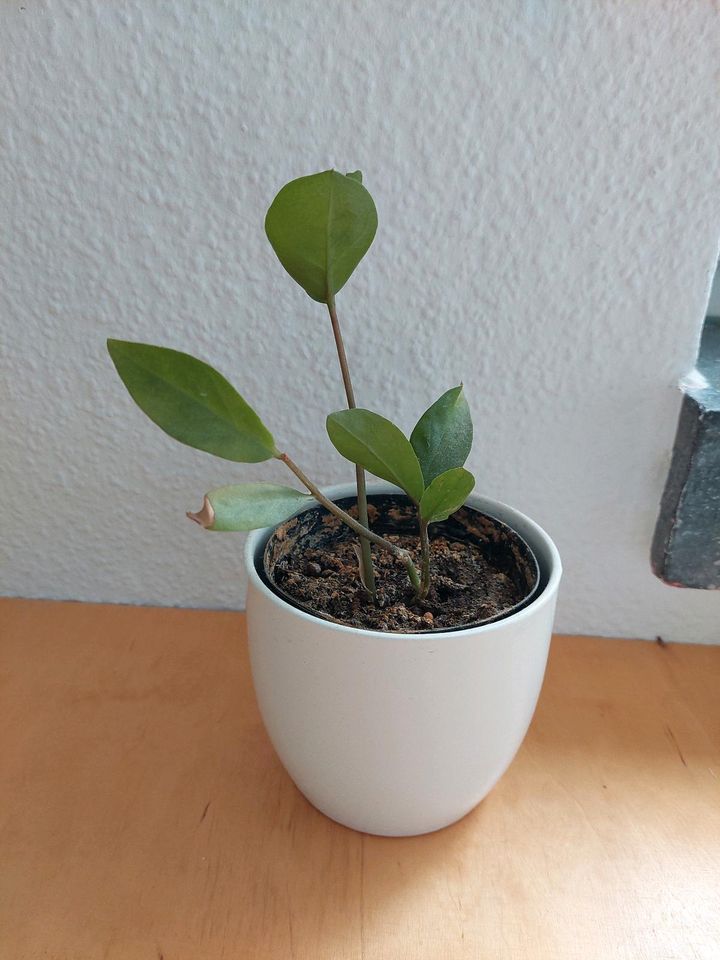 Glücksfeder - Zamioculcas zamiifolia in Darmstadt