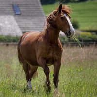 Pferd sucht Reiter Nordrhein-Westfalen - Bad Oeynhausen Vorschau