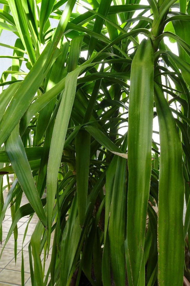 Yucca Palme in Riedering