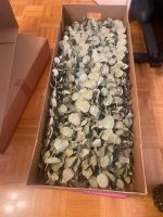 Große Kiste getrocknete Eukalyptuszweige Hessen - Langen (Hessen) Vorschau