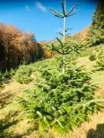 Weihnachtsbäume, Nordmann-Tannen 1-5 m, ökologischer Anbau Rheinland-Pfalz - Baustert Vorschau