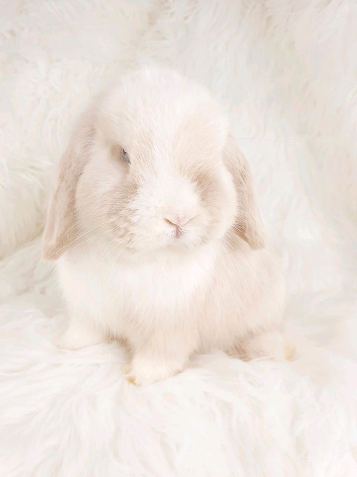 Minilop Häsin Mini Lop Kaninchen Zwergwidder Zwergkaninchen in Neustadt