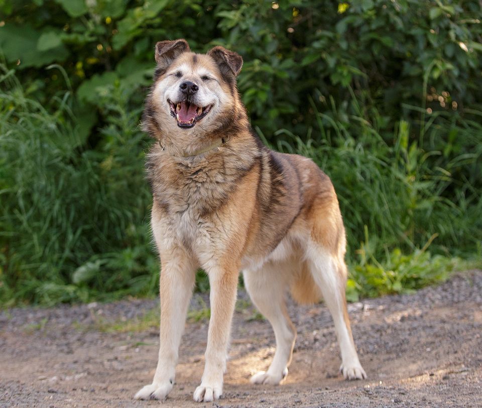 Baikal, ein kluger, gutmütig und ruhiger erwachsener Hundesenior in Burrweiler