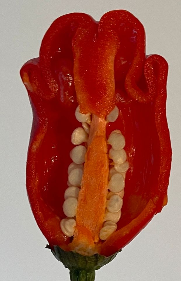 Peter Pepper Penis Chili Samen 10 Stück in Seevetal