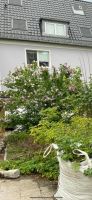 Hibiskus Garteneibisch Eibisch groß ❤️ lila weiß 3m XXL Brandenburg - Rangsdorf Vorschau