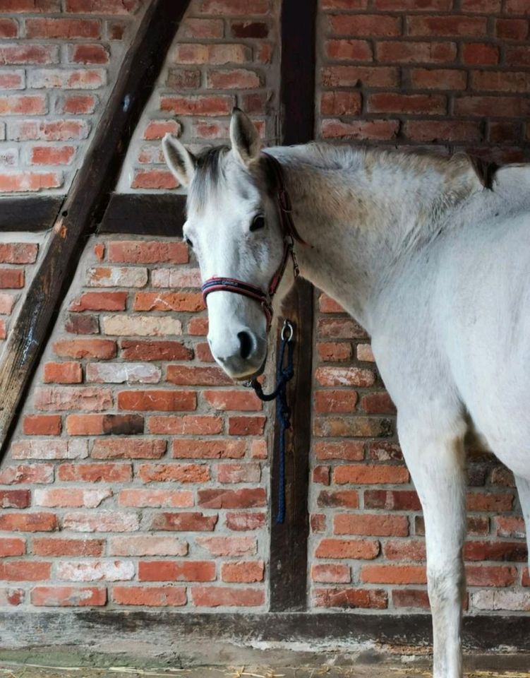 Reitbarer Beisteller, Freitzeitpferd, Stute in Höxter