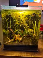 Dennerle Nano Cube Aquarium 60 Liter / Kampffisch LED Sera Pumpe Au i.d.Hallertau - Au Vorschau