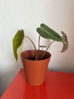 Philodendron Gloriosum Ableger groß Hessen - Darmstadt Vorschau