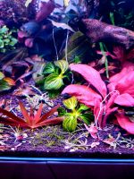 New ❗⭐ Iguazu 2009 MINI ⭐❗❎ ECHINODORUS AQUARIUM Bucephalandra Freiburg im Breisgau - March Vorschau