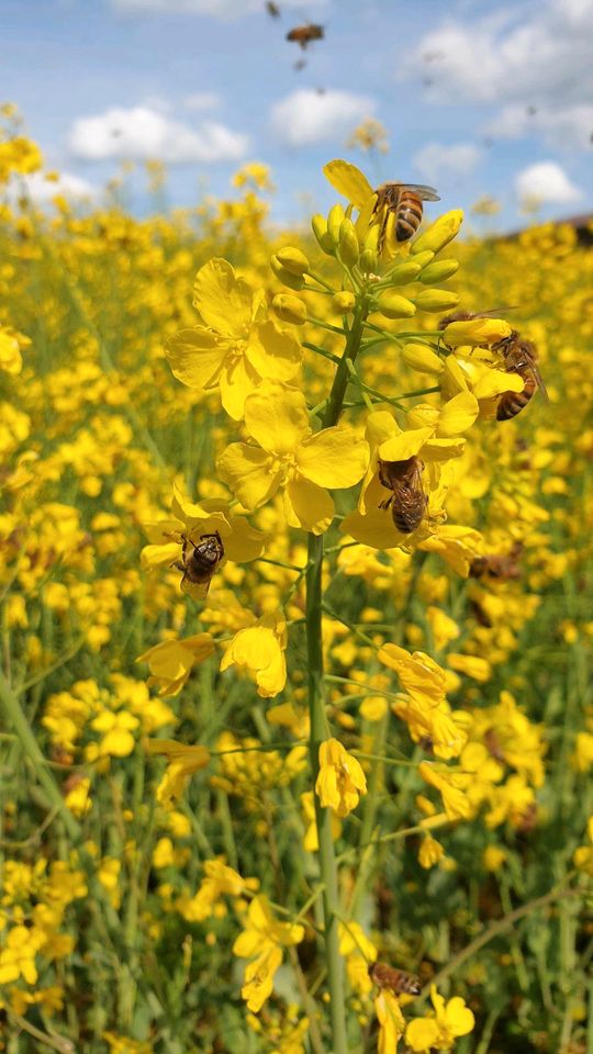 Bienen Ableger mit jungen F1 Buckfastkönigin in Drensteinfurt