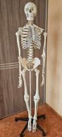 Skelett „Fridolin“ (Schulungsskelett) Niedersachsen - Wunstorf Vorschau