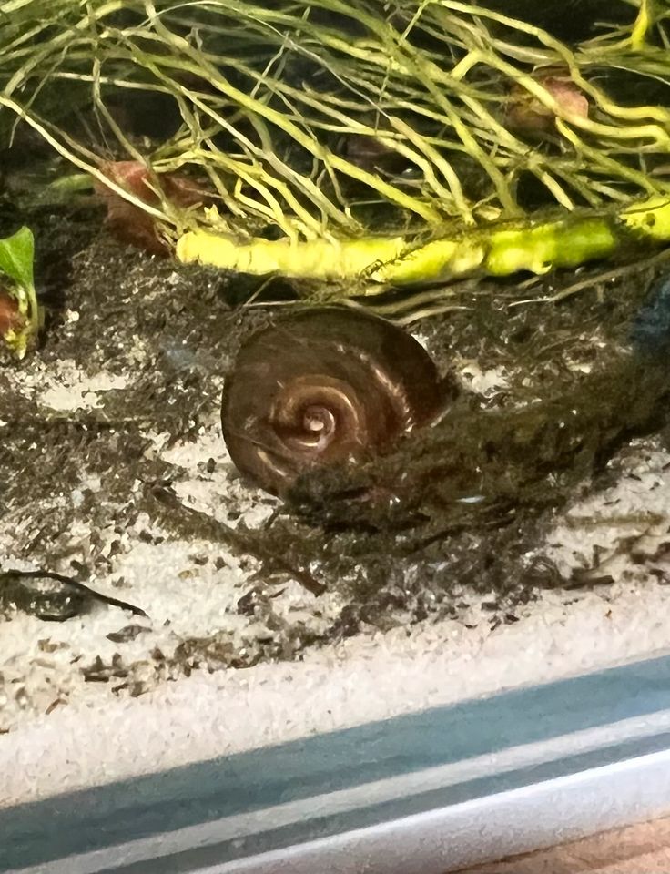 Braune Posthornschnecke Planorbella duryi duryi Aquarium Teich in Frechen