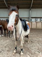 Pony, Stute, Kinderpony Niedersachsen - Moormerland Vorschau