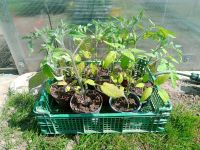Tomatenpflanzen Pflanzen Garten Gemüse Niedersachsen - Pattensen Vorschau