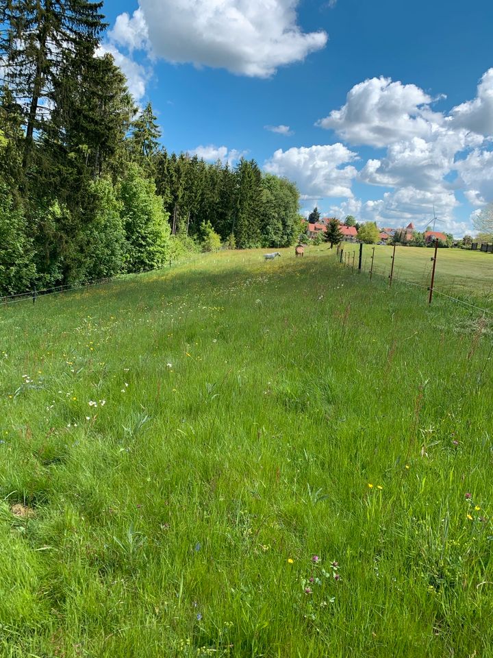 Offenstall - Pferdestall mit Weiden zu verpachten in Mainhardt