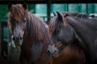 Offenstall Platz frei für Islandpferde Nordrhein-Westfalen - Haltern am See Vorschau