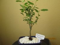 ( 97  ) Prebonsai japanische Zier-Apfel Toringo Berlin - Reinickendorf Vorschau