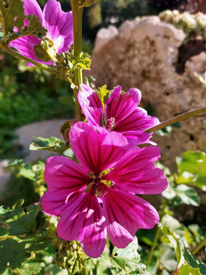 Malven Jungpflanzen pink in Neresheim