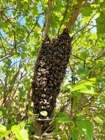 Bienen Schwarm gesichtet? Frickenhäuser Imker kann helfen! Baden-Württemberg - Frickenhausen Vorschau