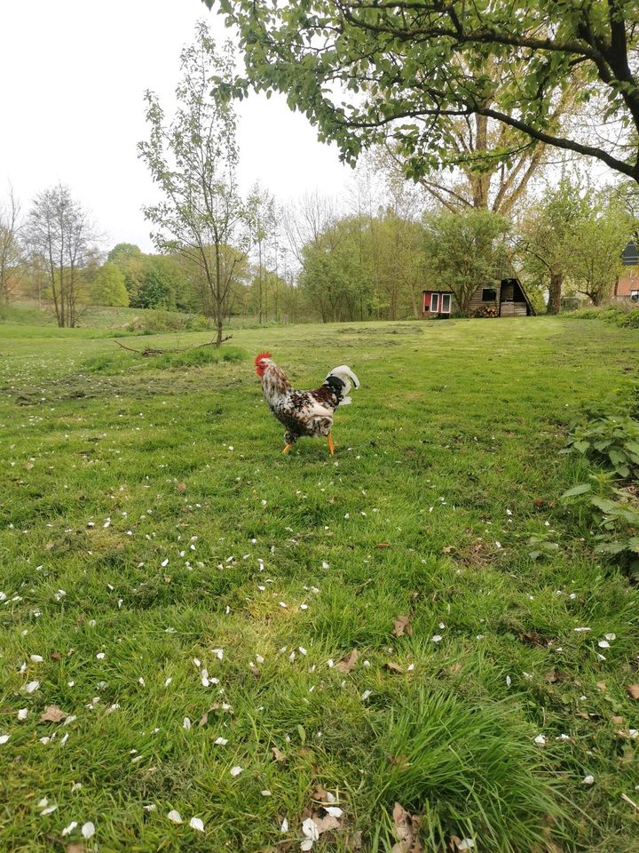 2 Bresse-Hennen / Bresse Huhn in Angelmodde