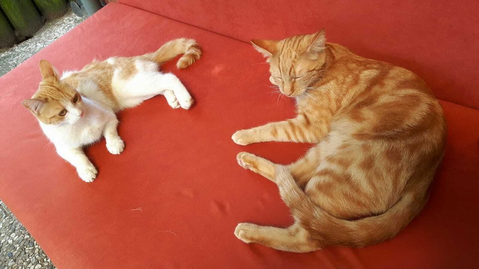 Nala weiss orange vermisst Kolonie Dornröschen Katze klein 27.06. in Hannover