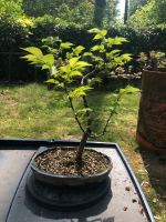 Bonsai Ulme Nordrhein-Westfalen - Solingen Vorschau