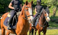 2 Welshponys / Kinderponys Niedersachsen - Winsen (Aller) Vorschau