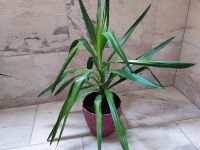 Yucca Palme, 80 cm, inkl. Übertopf Durchmesser 23 cm Schleswig-Holstein - Norderstedt Vorschau