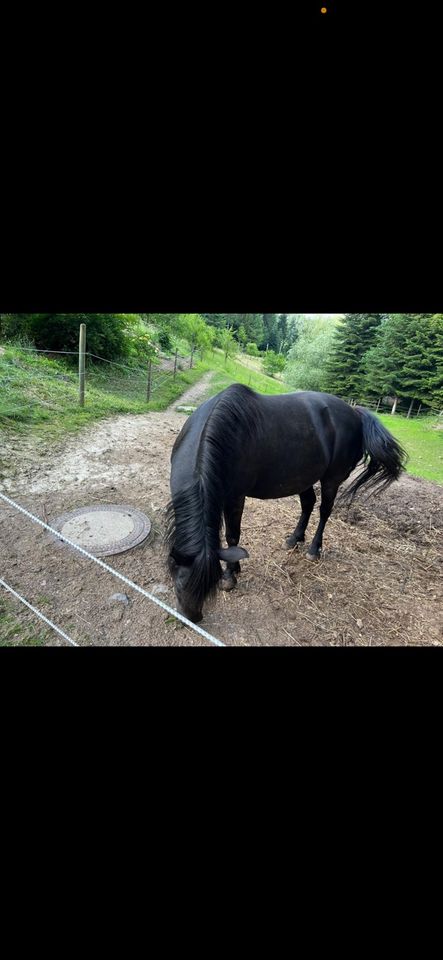 Pony abzugeben in Oberkirch
