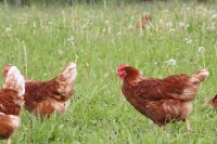 Legehennen/Hühner Hessen - Dautphetal Vorschau