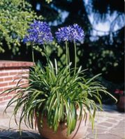 Schmucklilie Agapanthus lila blühend Leipzig - Engelsdorf Vorschau