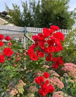 Rote Rose mit kleinen Blüten Bayern - Cham Vorschau