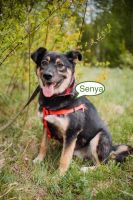 Tierschutz - Der liebevollste Hund Senya sucht seine Familie! Bremen-Mitte - Bahnhofsvorstadt  Vorschau
