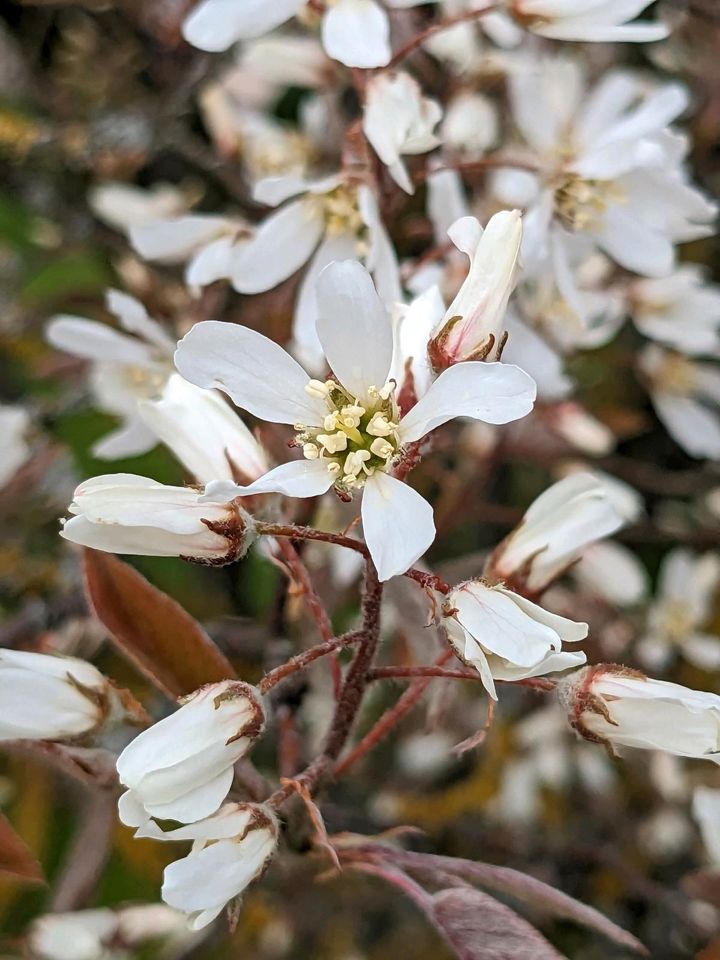 Suche Ableger/kleine Pflanze der Felsenbirne/Juneberry in Leipzig