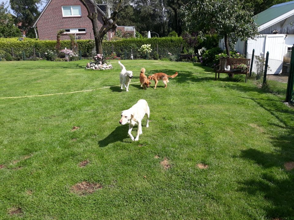 Hundepension Stuvenborn in Stuvenborn