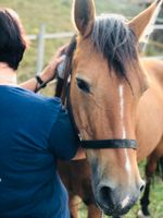 Gesundheitscheck für Dein Pferd Baden-Württemberg - Backnang Vorschau