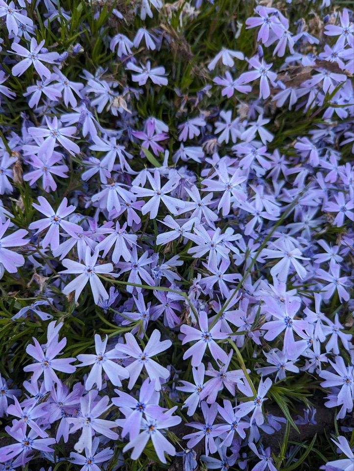 Stauden / Bodendecker Phlox in Edemissen