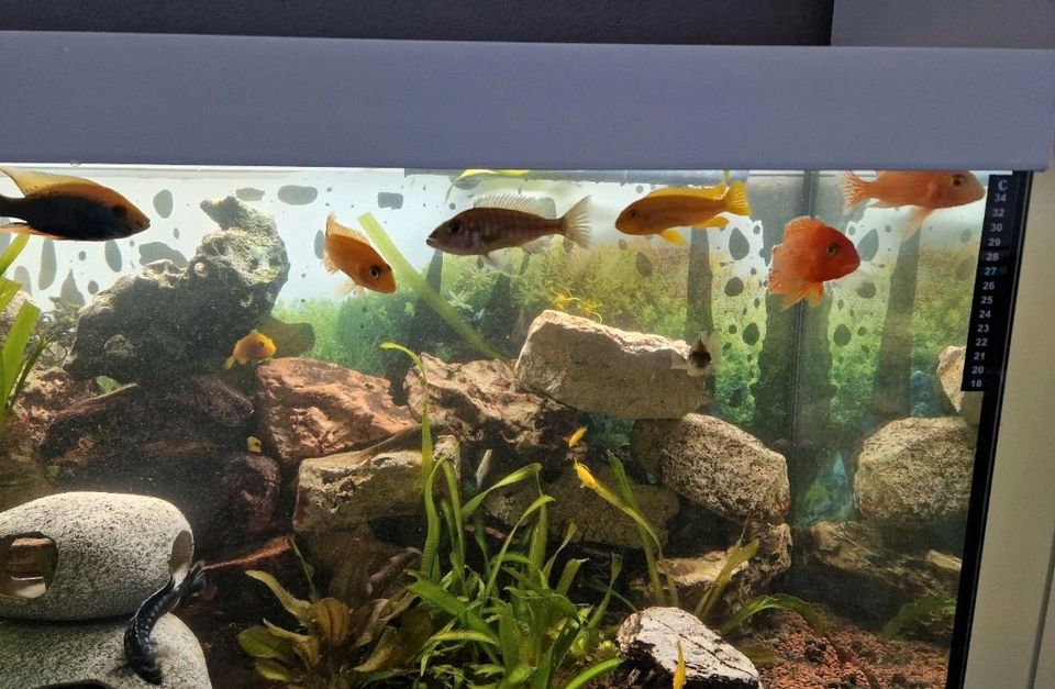 EHEIM komplettes Aquarium mit Zubehör/Fischen/Unterschrank 240l in Frankfurt am Main