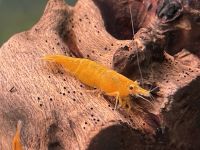 Orange Fire Garnele 2.50€  Neocaridina davidi Baden-Württemberg - Rangendingen Vorschau