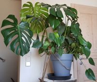 Monstera, großes Fensterblatt mit Ablegern Baden-Württemberg - Sonnenbühl Vorschau