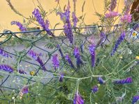 10 Samen Zottige Wicke, Kletterpflanze, Insekten, Hummel Bayern - Baldham Vorschau