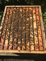 Bienenvölker Nordrhein-Westfalen - Bergisch Gladbach Vorschau