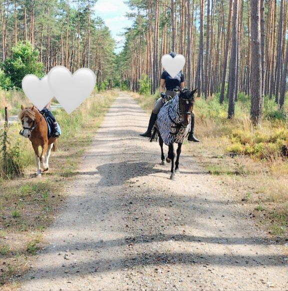 Deutsches Reitpony, Stute, Pony, Endmaß in Celle