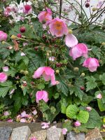 Weinblättrige Herbst-Anemone Eriocapitella vitifolia Blume Garten Bayern - Stein Vorschau