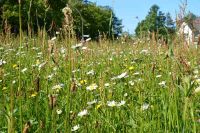 Wiese gesucht zum Heu machen Sachsen - Kamenz Vorschau