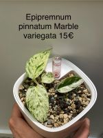 Epipremnum pinnatum Marble variegata Saarland - Schmelz Vorschau