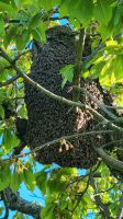 Bienenschwarm Baden-Württemberg - Weinstadt Vorschau