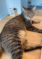 Vermisst! Getigerter Kater in Rheinbach Nordrhein-Westfalen - Rheinbach Vorschau