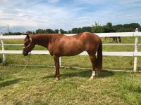 Quarter Horse Stute Baden-Württemberg - Herbolzheim Vorschau