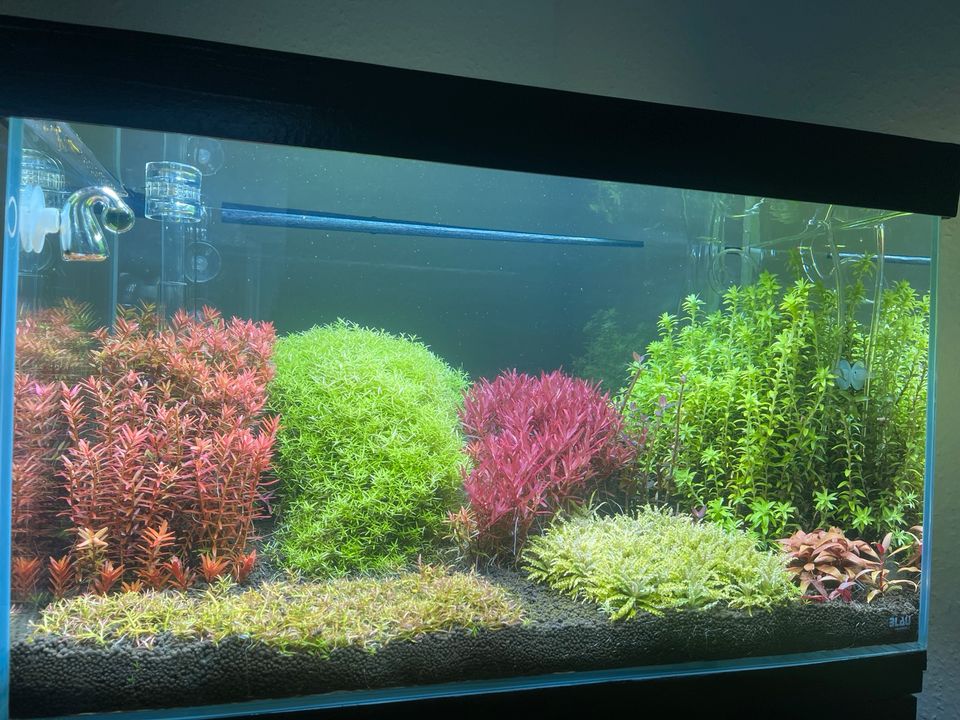 Rarität Aquariumpflanze Roter Bodendecker Rotala mexicana Goias in Ettlingen